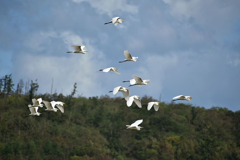 animal, cel, núvol, bosc, ocell, aus silvestres, egret, conill d’equip, plomes, ales, vol, , animal salvatge, natural, paisatge, volant, animals a la natura, fauna animal, temes d'animals, vertebrats, grup d’animals, a l'aire, ales separades, gran grup d’animals, cap gent, naturalesa, dia, ramat d’ocells, bellesa a la natura, núvol - cel, Color blanc, moviment, gavina, 5K