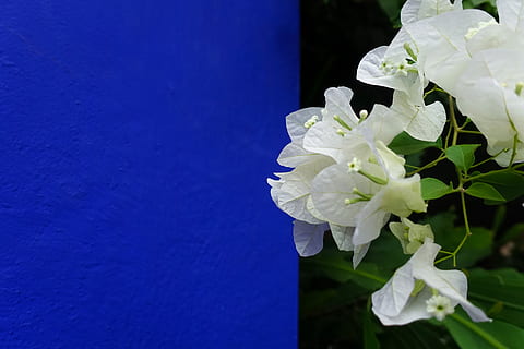 Marokkaans, marrakech, bloem, bloeiende plant, fabriek, schoonheid in de natuur, kwetsbaarheid, breekbaarheid, bloemblad, groei, versheid, witte kleur, natuur, bloeiwijze, detailopname, bloemhoofd, blauw, geen mensen, dag, buitenshuis, blad, deel van de plant, 5K, CC0, publiek domein, royaltyvrij
