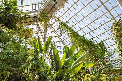 plantes, endins, blanc, estructura, planta, arbre, jardí, confiança de la conservació de la casa de palma de sefton park, Regne Unit, liverpool, naturalesa, bosc, finestra, vidre, hivernacle, palmell, interior, full, arquitectura, flora, sol, cel, parc, creixement, color verd, vista d’angle baix, part de la planta, dia, cap gent, botànica, estructura construïda, bellesa a la natura, a l'aire lliure, agricultura, conservació del medi ambient, viver de plantes, sostre, jardineria, luxe, 5K, CC0, domini públic, lliure de regalies