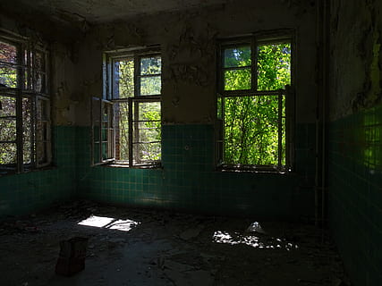 árbol, abandonado, abierto, ventana, dañado, adentro, obsoleto, día, nadie, atropellar, arquitectura, mala condición, deterioro, disminución, edificio, antiguo, sucio, estructura construida, material de vidrio, transparente, roto, arruinado, piso, demolido, 5K, CC0, dominio público, libre de derechos