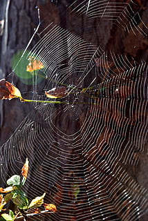 cobweb, tree, nature, case, forest, spider webs, web, autumn, wood, light, cobwebs, environment, spider web, fragility, close-up, animal themes, animal, no people, vulnerability, invertebrate, animals in the wild, one animal, focus on foreground, arthropod, arachnid, pattern, beauty in nature, spider, day, natural pattern, animal wildlife, outdoors, complexity, concentric, 5K, CC0, public domain, royalty free