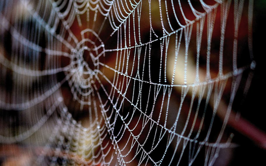 teranyina, gota de rosada, web, naturalesa, tardor, morgentau, perles, teranyines, humit, teles d'aranya, gota d’aigua, comptes, rosada del matí, primer pla, fragilitat, cap gent, marc complet, animal, temes d'animals, vulnerabilitat, patró, patró natural, aranya, centrar-se en primer pla, fons, invertebrat, enfocament selectiu, bellesa a la natura, a l'aire lliure, aigua, dia, complexitat, rosada, pluja, concèntric, 4K