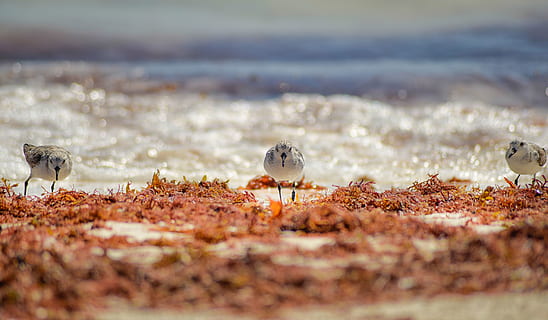 życie, zwiedzanie, badać, plaża, quintana roo, Meksyk, cancun, Karaiby, morze, skrzydło, zwierzę, Zwierząt, Natura, ptak, ptaki, zwierzęca przyroda, zwierzęta na wolności, tematy zwierzęce, grupa zwierząt, kręgowiec, selektywne skupienie, wylądować, woda, żadnych ludzi, trzy zwierzęta, dzień, piasek, młode zwierzę, na dworze, mewa, rodzina zwierząt, 5K, CC0, domena publiczna, darmowe zdjęcia