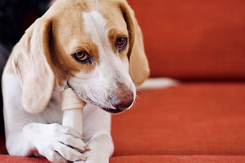 Hund frisst Knochen, Haustier, Hund, Eckzahn, Säugetier, Tier, Beagle, Australien, Melbourne, Knochen, Polster, Arzt, Hündchen, Möbel, Couch, Schnauze, Tierarzt, Finger, Sitzung, bekleidung, inländisch, Haustiere, ein Tier, Tierthemen, suchen, keine Leute, Wegschauen, Fokus auf den Vordergrund, drinnen, Porträt, Jungtier, Entspannung, Sofa, Tierkopf, reinrassiger Hund, 5K, CC0, gemeinfrei, lizenzfrei