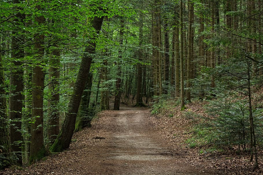 camí forestal, lluny, bosc, bosc mixt, naturalesa, ruta, humor, passeig marítim, idíl·lic, romàntic, recuperació, arbre, terra, planta, el camí a seguir, direcció, creixement, tranquil·litat, bellesa a la natura, escena tranquil·la, color verd, sendera, cap gent, carretera, escena no urbana, escenics - natura, remot, perspectiva decreixent, a l'aire lliure, bambú - planta, 5K