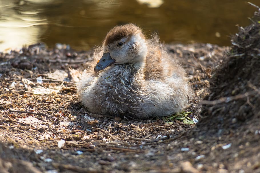 nilgans, pollets, oca, veure, seure, descans, animal jove, ocell, plomatge, oca salvatge, ocell aquàtic, ànec d'ànec, aus de corral, atenció, vigilant, bonic, temes d'animals, animal, vertebrats, animals a la natura, un animal, fauna animal, ocell jove, llac, aigua, naturalesa, cap gent, dia, primer pla, centrar-se en primer pla, llum solar, enfocament selectiu, ànec, a l'aire lliure, gosling, cygnet, 5K