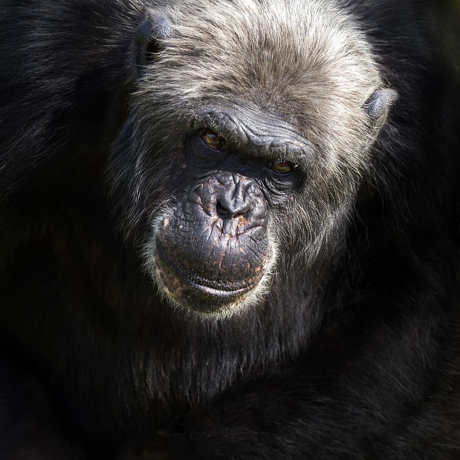 abe, dyr, chimpanse, primat, pattedyr, et dyr, dyreliv, dyr i naturen, tæt på, ingen mennesker, hvirveldyr, dyr kropsdel, portræt, dyrehår, gorilla, sort farve, dyre næse, 4K