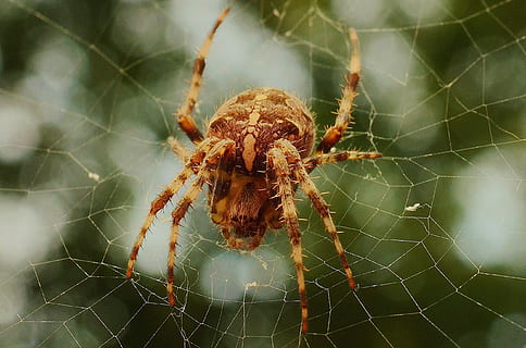 spider, web, animal themes, spider web, arachnid, animal, one animal, animal wildlife, invertebrate, arthropod, close-up, animals in the wild, fragility, insect, focus on foreground, vulnerability, nature, day, no people, zoology, weaving, outdoors, animal leg, complexity, poisonous, 2K
