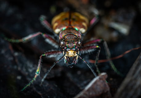 vicino, foto, scarafaggio, animale, insetto, avvicinamento, colore, ambiente, giardino, invertebrato, luce, poco, macro, macrofotografia, selvaggio, natura, temi animali, un animale, fauna selvatica, animali allo stato selvatico, parte del corpo animale, artropodo, aracnide, nessuno, all'aperto, concentrarsi sulle conoscenze acquisite, ragno, giorno, vista frontale, gamba animale, zoologia, testa di animale, velenoso, occhio animale, 4K, CC0, dominio pubblico, privo di copyright