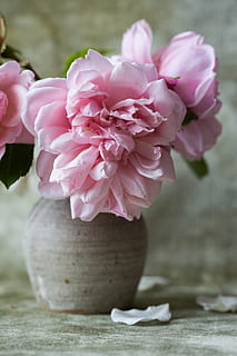 Blume, Textur, weich, Nahansicht, Florist, Floristik, Blütenblätter, natürliches Licht, grau, rosa Rosen, Grün, Vase, handgemacht, Blumen, Rose, Rosen, Rosa, Samt, blühende Pflanze, Pflanze, pinke Farbe, Frische, Schönheit in der Natur, Verletzlichkeit, Zerbrechlichkeit, Blütenblatt, Natur, keine Leute, Blütenstand, Blütenkopf, Wachstum, Fokus auf den Vordergrund, Tag, draußen, selektiver Fokus, Weichheit, Blumenschmuck, Strauß, 5K, CC0, gemeinfrei, lizenzfrei