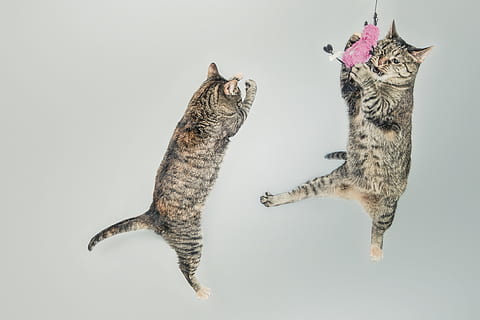 los gatos, mascotas, animales, animal, temas de animales, foto de estudio, adentro, nadie, vertebrado, gris, Fondo blanco, felino, gato, longitud total, mamífero, aire, grupo de animales, vista lateral, fondo gris, dos animales, Gato domestico, fauna animal, boca abierta, 4K, CC0, dominio público, libre de derechos