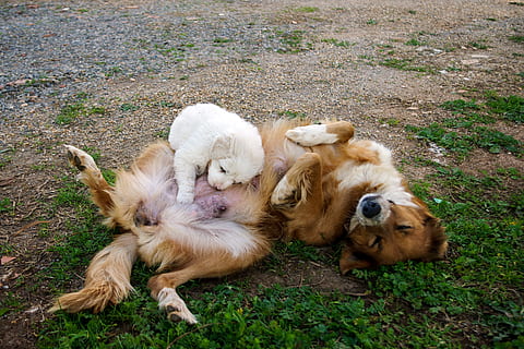 cane, meticcio, figlio, fiducia, mamma, infantile, bianca, cucciolo, tenerezza, abbandono, temi animali, mammifero, animale, domestico, gruppo di animali, animali domestici, vertebrato, terra, campo, vista dall'alto, giovane animale, natura, nessuno, bestiame, giorno, erba, canino, rilassamento, famiglia di animali, erbivoro, 4K, CC0, dominio pubblico, privo di copyright