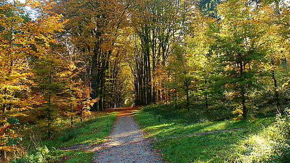 Pfad, Wald, Entfernung, Bäume, Herbst, Waldweg, Abstimmung, Licht, Wandern, Spur, mystisch, Blätter, Zauber, Orange, dunkel, Baum, Pflanze, Land, Schönheit in der Natur, Richtung, Ruhe, der Weg nach vorn, Fußweg, Natur, Wachstum, ruhige Szene, keine Leute, Szenen - Natur, Veränderung, Tag, grüne Farbe, Nicht-städtische Szene, draußen, abnehmende Perspektive, Weg, 4K, CC0, gemeinfrei, lizenzfrei