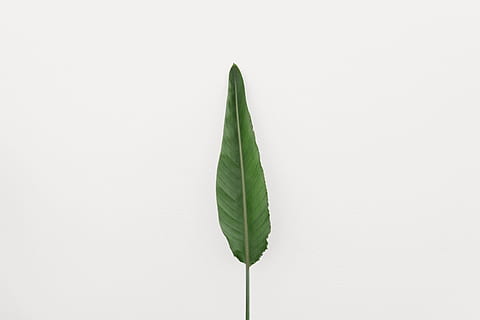 grünes lineares Blatt, Blatt, Pflanzenteil, Studioaufnahme, grüne Farbe, drinnen, keine Leute, Natur, Pflanze, weißer Hintergrund, Frische, kopieren sie platz, Nahansicht, Essen und Trinken, Kraut, direkt darüber, ausgeschnitten, Zerbrechlichkeit, Schönheit in der Natur, Lebensmittel, Verletzlichkeit, Blätter, Reinheit, 5K, CC0, gemeinfrei, lizenzfrei