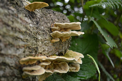 tronc de l'arbre, mort, tronc, arbre, naturalesa, fusta, vell, sec, bosc, medi ambient, planta, escorça, natural, a l'aire lliure, fong, decaïment, resistent, abandonat, bolets, vegetals, primer pla, menjar, creixement, cap gent, enfocament selectiu, dia, toadstool, bolets comestibles, bellesa a la natura, molsa, centrar-se en primer pla, liquen, 5K, CC0, domini públic, lliure de regalies