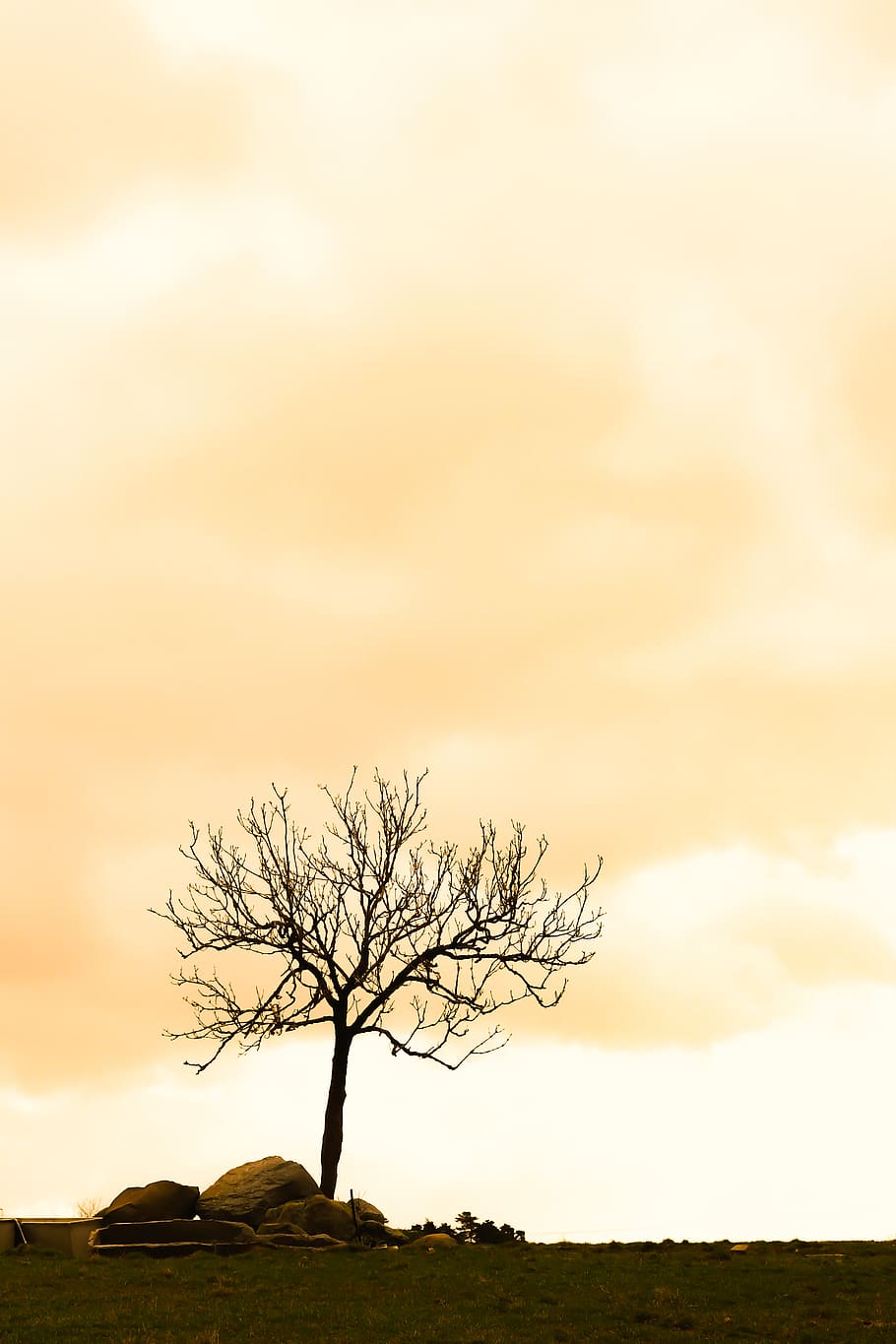 arbre, planta, tronc de l'arbre, llum solar, naturalesa, a l'aire lliure, camp, silueta, paranormal, arbre nu, hivern, skt, roure, cel, sòl, edifici, campanar, arquitectura, torre, fletxa, núvol - cel, tranquil·litat, bellesa a la natura, paisatge, escena tranquil·la, escenics - natura, medi ambient, aïllat, escena no urbana, solitud, cap gent, remot, terra, 4K