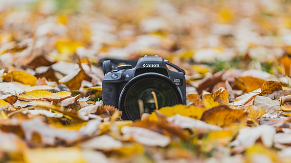 Bucureşti, România, toamnă, cădea, căldură, culoare, oraș, urban, copaci, aventură, fotografie, canon, canon6d, canonul 750d, prieten, parc, frunze, parte a plantelor, fotografii tematice, Schimbare, selectiv, natură, aparat de fotografiat - echipament fotografic, zi, nici o persoana, echipament fotografic, aparat foto, galben, a închide, frumusețe în natură, tehnologie, cădere, teren, uscat, în aer liber, camera digitala, frunză de arțar, 4K, CC0, domeniu public, fără drepturi de autor