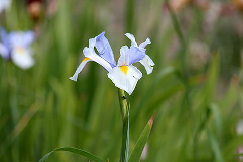 iris, iris biru, biru, hijau, bunga, dengan tampan, bunga taman, taman, bunga-bunga indah, berkembang, iris kebun, terang, cerah, penuh warna, tanaman, botani, flora, alam, tanaman berbunga, keindahan di alam, menanam, kerapuhan, kerentanan, merapatkan, daun bunga, pertumbuhan, kesegaran, fokus pada latar depan, hal berkembang, kepala bunga, batang tanaman, tidak ada orang, warna hijau, warna putih, hari, di luar rumah, ungu, iris - tanaman, 2K, CC0, domain publik, bebas royalti