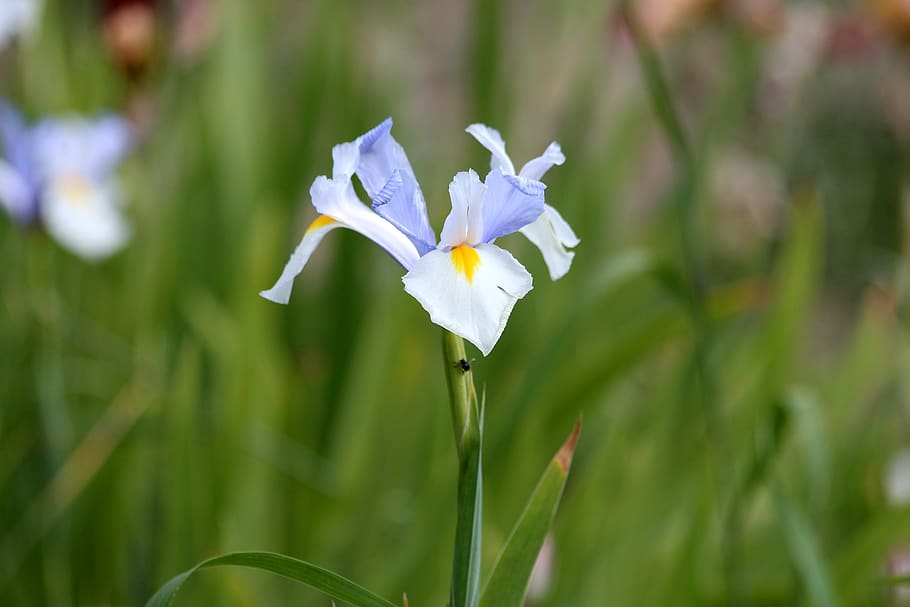 iris, iris blau, blau, verd, flor, genial, flors de jardí, jardí, belles flors, florir, iris de jardí, brillant, assolellat, colorit, plantes, botànica, flora, naturalesa, planta amb flors, bellesa a la natura, planta, fragilitat, vulnerabilitat, primer pla, pètal, creixement, frescor, centrar-se en primer pla, inflorescència, cap de flor, tija de la planta, cap gent, color verd, Color blanc, dia, a l'aire lliure, porpra, iris - planta, 2K