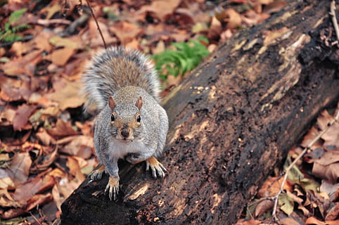 squirrel, standing, burnt, trunk, mammal, rodent, animal, rat, united states, new york, tree, eating, food, centralpark, newyork, leaves, nyc, park, rock, ground, spice, plant, fern, animal wildlife, one animal, animals in the wild, no people, nature, day, high angle view, outdoors, close-up, land, focus on foreground, plant part, portrait, vertebrate, 4K, CC0, public domain, royalty free