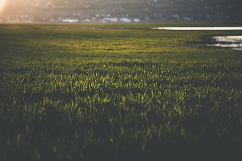 nærbilde foto, gress, uklarhet, nærbilde, miljø, felt, fokus, gressfelt, Grovfôr, vekst, landskap, natur, utendørs, beitemark, landlig, grønn farge, anlegg, land, skjønnhet i naturen, selektiv fokusering, ro, ingen folk, dag, naturskjønnhet - natur, rolig scene, landlige scene, jordbruk, overflatenivå, gresstrå, 5K, CC0, offentlig domene, opphavsrett gratis