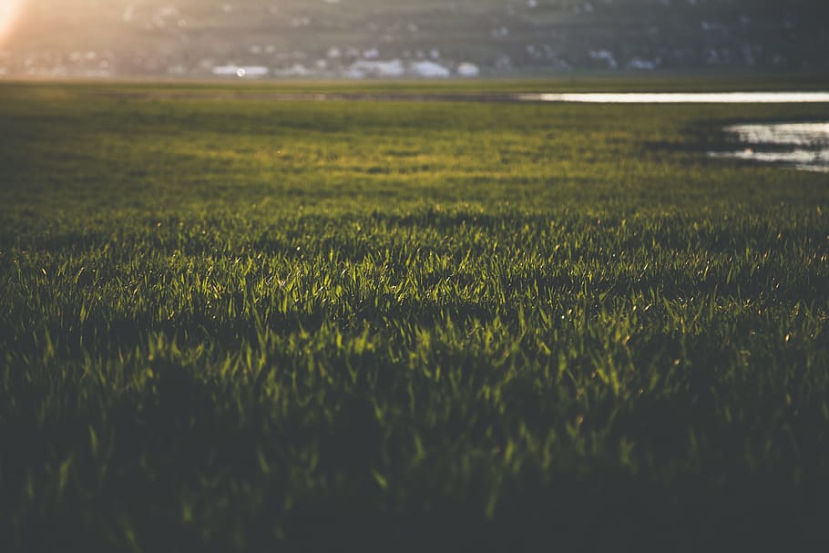 Nahaufnahmefoto, Gras, verwischen, Nahansicht, Umgebung, Feld, Fokus, Rasenplatz, Wiese, Wachstum, Landschaft, Natur, draußen, Weide, ländlich, grüne Farbe, Pflanze, Land, Schönheit in der Natur, selektiver Fokus, Ruhe, keine Leute, Tag, Szenen - Natur, ruhige Szene, ländliche Szene, Landwirtschaft, Oberflächenniveau, Grashalm, 5K