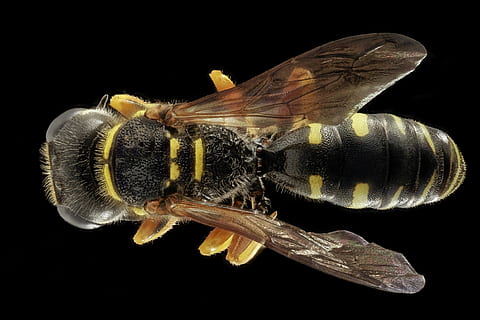 czarny, żółty, osa, pszczoła, ścieśniać, owad, makro, Natura, żądło, skrzydło, zwierzę, tematy zwierzęce, czarne tło, zwierzęca przyroda, jedno zwierzę, bezkręgowy, studio strzał, zwierzęta na wolności, zbliżenie, skrzydło zwierzęce, wewnątrz, część ciała zwierzęcia, zoologia, żadnych ludzi, ekstremalne zbliżenie, czarny kolor, stawonogi, oko zwierzęcia, motyl - owad, zapylanie, morski, 1080P, CC0, domena publiczna, darmowe zdjęcia