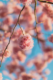 flor rosa, planta, flor, flor de cirerer, rosa, cirera, cel, blau, primavera, pètal, fruita, menjar, antera, peònia, pol·len, rosella, venes, gerani, lupin, lila, creixement, primer pla, bellesa a la natura, frescor, enfocament selectiu, cap gent, dia, arbre, naturalesa, planta amb flors, color rosa, menjar i beguda, alimentació saludable, vulnerabilitat, fragilitat, branca, a l'aire lliure, 5K, CC0, domini públic, lliure de regalies