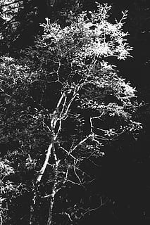 Bäume, Baum, Wald, Wanderung, Tapete, Weg, Natur, Landschaft, einfach, minimal, Schwarz und weiß, Licht, draußen, keine Leute, Pflanze, Schönheit in der Natur, Tag, Ruhe, Wachstum, Ast, Bewegung, Vollbild, Land, Wasser, Sonnenlicht, Winter, Nahansicht, 4K, CC0, gemeinfrei, lizenzfrei