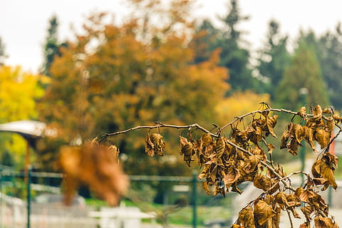 fallen, Herbst, Blätter, Blatt, tot, Natur, Gelb, Grün, Farbe, Ast, Orange, braun, Baum, Bäume, Pflanze, Pflanzenteil, Fokus auf den Vordergrund, keine Leute, Tag, Schönheit in der Natur, Nahansicht, trocken, draußen, selektiver Fokus, Wachstum, Sonnenlicht, Landschaft, orange Farbe, Veränderung, Herbstkollektion, natürlicher Zustand, 5K, CC0, gemeinfrei, lizenzfrei