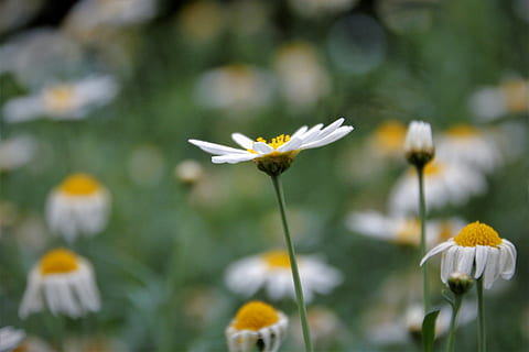 blomst, alene, fremragende, blomstrende plante, friskhet, anlegg, skjørhet, sårbarhet, skjønnhet i naturen, petal, nærbilde, vekst, blomsterhodet, Tusenfryd, natur, inflorescence, fokusere på forgrunnen, ingen folk, plantestamme, hvit farge, selektiv fokusering, dag, utendørs, våren, blomsterseng, prydhage, 5K, CC0, offentlig domene, opphavsrett gratis