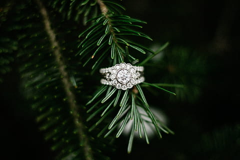anell de color plata, planta, arbre, abies, avet, conífera, pi, picea, ornament, làrix, accessori, accessoris, joieria, pedres precioses, diamant, arbre de Nadal, pol·len, anís, cristall, teix, mala herba, primer pla, arbre de coníferes, cap gent, color verd, naturalesa, bellesa a la natura, creixement, agulla - part de la planta, pinàcies, centrar-se en primer pla, enfocament selectiu, dia, branca, pinya de pi, a l'aire lliure, tranquil·litat, full, 2K, CC0, domini públic, lliure de regalies