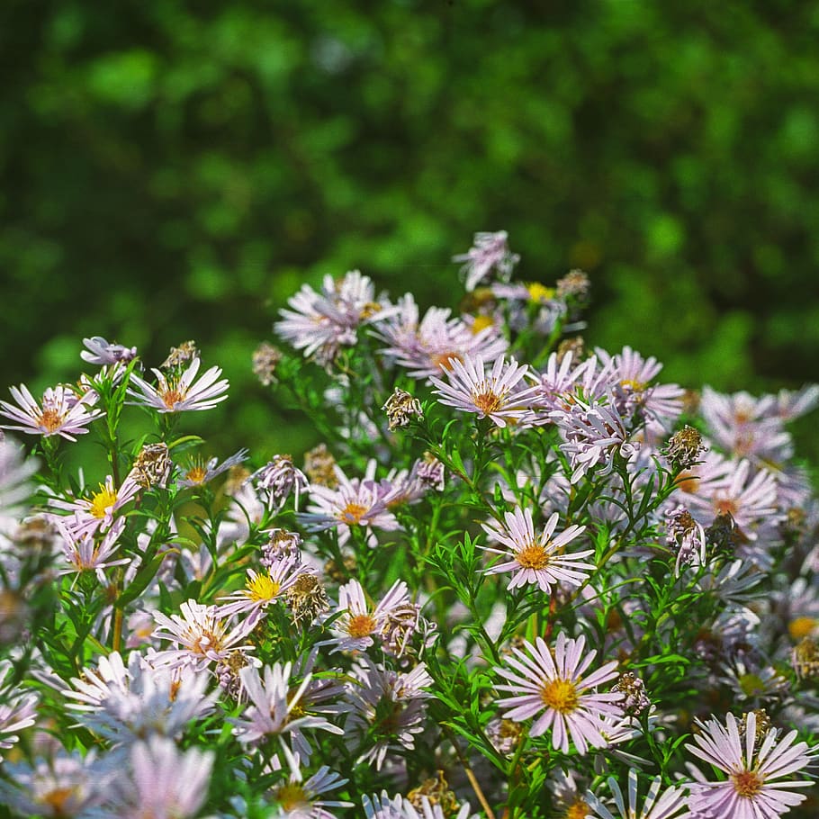 Ucraïna, dnipro, camamilla, caure, verd, parc, flors, bouquet, clumba, rosa, tardor, flor, planta amb flors, frescor, planta, fragilitat, vulnerabilitat, creixement, bellesa a la natura, primer pla, pètal, cap de flor, inflorescència, cap gent, dia, naturalesa, centrar-se en primer pla, Color blanc, botànica, terra, color verd, pol·len, llit de flors, 2K