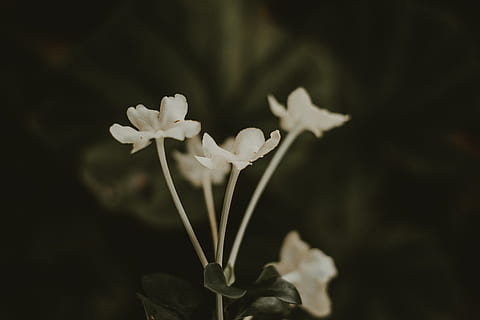 foto close-up, putih, bunga petaled, berkembang, mekar, merapatkan, flora, bunga-bunga, makro, kelopak, bunga, tanaman berbunga, menanam, kesegaran, warna putih, keindahan di alam, daun bunga, kerapuhan, kerentanan, alam, kepala bunga, fokus pada latar depan, hal berkembang, pertumbuhan, tidak ada orang, latar belakang hitam, tembakan studio, di luar rumah, batang tanaman, 5K, CC0, domain publik, bebas royalti