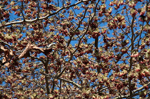 Insekten, Bienen, Baum, blühen, Frühling, Pflanze, Wachstum, Ast, Schönheit in der Natur, Blume, blühende Pflanze, Natur, Tag, keine Leute, Flachwinkelansicht, Frische, Nahansicht, selektiver Fokus, Ruhe, draußen, Zerbrechlichkeit, Vollbild, Kirschblüte, 2K, CC0, gemeinfrei, lizenzfrei