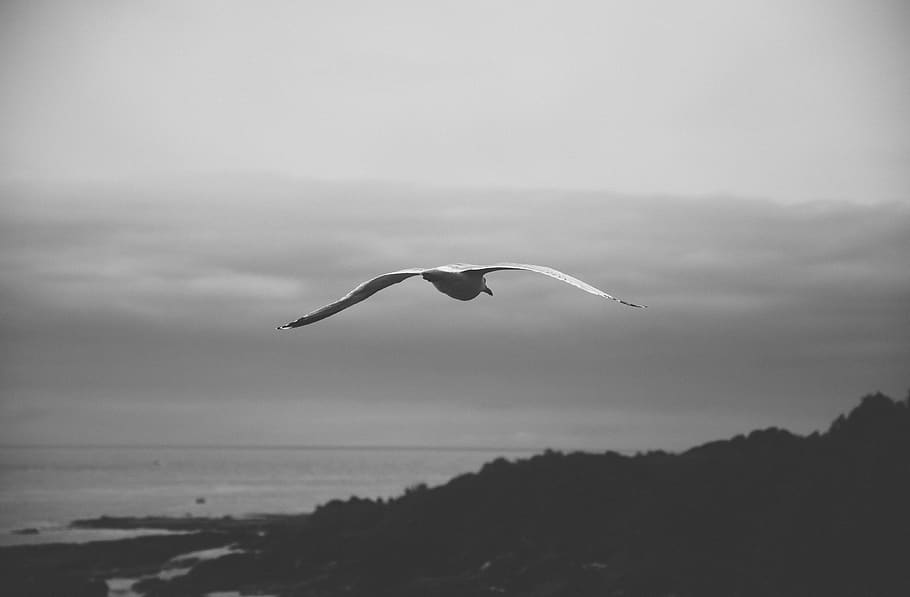 Francia, groix, temi animali, uccello, fauna selvatica, animali allo stato selvatico, vertebrato, animale, un animale, acqua, volante, cielo, mare, bellezza nella natura, ali spiegate, natura, mezz'aria, nessuno, scenics - natura, giorno, nuvola - cielo, all'aperto, gabbiano, 4K
