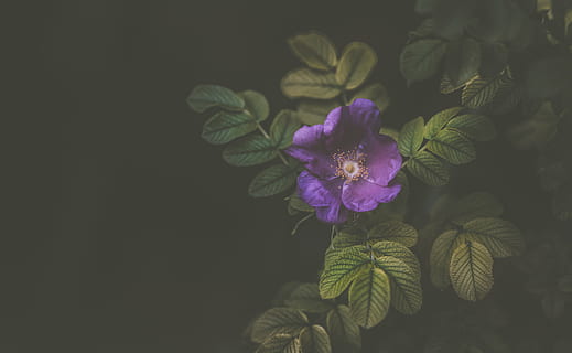 violett, Blume, Blütenblatt, blühen, Natur, Pflanze, Garten, dunkel, blühende Pflanze, Schönheit in der Natur, Frische, Wachstum, Zerbrechlichkeit, Verletzlichkeit, Nahansicht, Blütenstand, Blütenkopf, keine Leute, Pflanzenteil, Blatt, lila, Studioaufnahme, kopieren sie platz, draußen, 5K, CC0, gemeinfrei, lizenzfrei