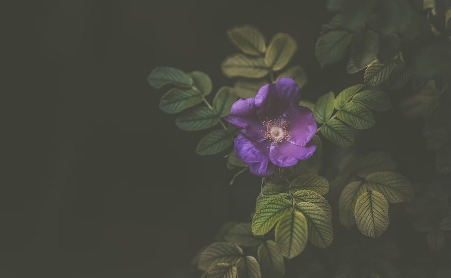 violeta, flor, pètal, florir, naturalesa, planta, jardí, fosc, planta amb flors, bellesa a la natura, frescor, creixement, fragilitat, vulnerabilitat, primer pla, inflorescència, cap de flor, cap gent, part de la planta, full, porpra, tir de l'estudi, còpia espai, a l'aire lliure, 5K