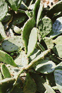 tapet, fundal, natură, VSCO, flori, botanic, grădină botanică, cactus, suculent, plantă, creştere, Culoarea verde, a închide, nici o persoana, zi, frumusețe în natură, planta suculentă, parte a plantelor, frunze, selectiv, cadru complet, prospeţime, în aer liber, fundaluri, lumina soarelui, botanică, ghimpe, 5K, CC0, domeniu public, fără drepturi de autor