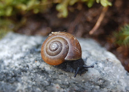 snail, macro, nature, animal, mollusk, animal themes, animal wildlife, invertebrate, gastropod, shell, animals in the wild, animal shell, one animal, close-up, no people, solid, rock, spiral, day, animal body part, land, outdoors, crawling, 2K, CC0, public domain, royalty free