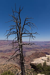 arbre sense fulles, durant el dia, naturalesa, a l'aire lliure, muntanya, Gran Canó, arbre, altiplà, mesa, planta, canyon, vall, desert, fusta, sòl, paisatge, penya-segat, parc nacional del gran canyó, parc, escenics - natura, medi ambient, arbre nu, escena tranquil·la, bellesa a la natura, tranquil·litat, cel, escena no urbana, terra, cap gent, remot, branca, dia, blau, clima àrid, clima, planta morta, 5K, CC0, domini públic, lliure de regalies