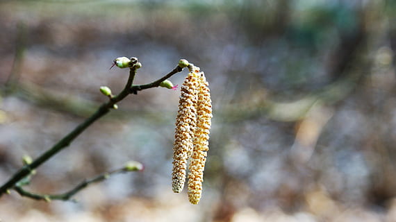 hassel, pollen, afdeling, træ, blomster, allergi, høfeber, blomsterstand, plante, fokus på forgrunden, dag, natur, tæt på, vækst, fisse pil, ingen mennesker, skønhed i naturen, udendørs, Kvist, blomst, skrøbelighed, ro, mad og drikke, sårbarhed, blomstrende plante, grøn farve, nåletræ, 4K, CC0, offentligt domæne, royaltyfrie