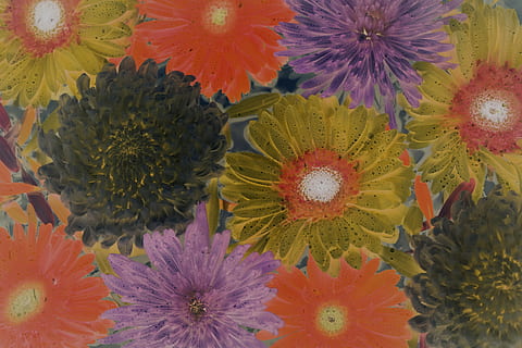 lukisan bunga aneka warna, berbagai macam, Latar Belakang, indah, berkembang, berbunga, mekar, botani, terang, warna, penuh warna, bunga aster, efek, flora, bunga-bunga, segar, taman, gerbera, gerbera daisy, wallpaper hd, makro, alam, cat, lukisan, pola, kelopak, permukaan, tekstur, daisy transvaal, bersemangat, wallpaper, bunga, tanaman berbunga, merapatkan, bingkai penuh, menanam, kesegaran, keindahan di alam, kepala bunga, daun bunga, tidak ada orang, kerentanan, pertumbuhan, hal berkembang, kerapuhan, warna oranye, serbuk sari, multi-warna, dalam ruangan, merangkai bunga, buket, 4K, CC0, domain publik, bebas royalti