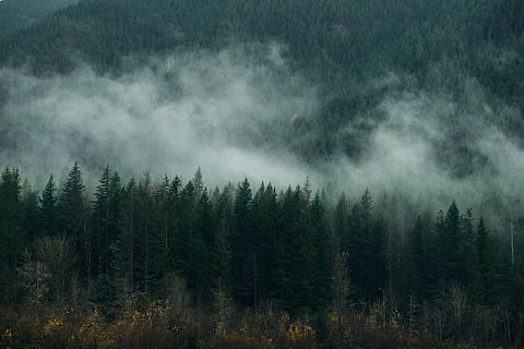 fog, forest, trees, clouds, adventure, pnw, tree, plant, beauty in nature, scenics - nature, tranquil scene, land, tranquility, growth, non-urban scene, nature, no people, environment, pine tree, sky, woodland, cloud - sky, green color, landscape, pine woodland, outdoors, coniferous tree, evergreen tree, 4K, CC0, public domain, royalty free