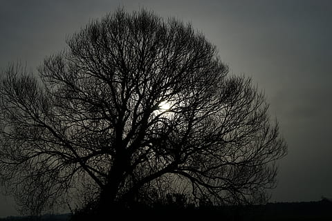 naturalesa, arbre, fosc, clair, obscur, llum, apocalipsi, gris, cel, bosc, arbre nu, planta, silueta, branca, bellesa a la natura, cap gent, tranquil·litat, vespre, escenics - natura, escena tranquil·la, vista d’angle baix, a l'aire lliure, escena no urbana, terra, medi ambient, dia, tronc, 5K, CC0, domini públic, lliure de regalies