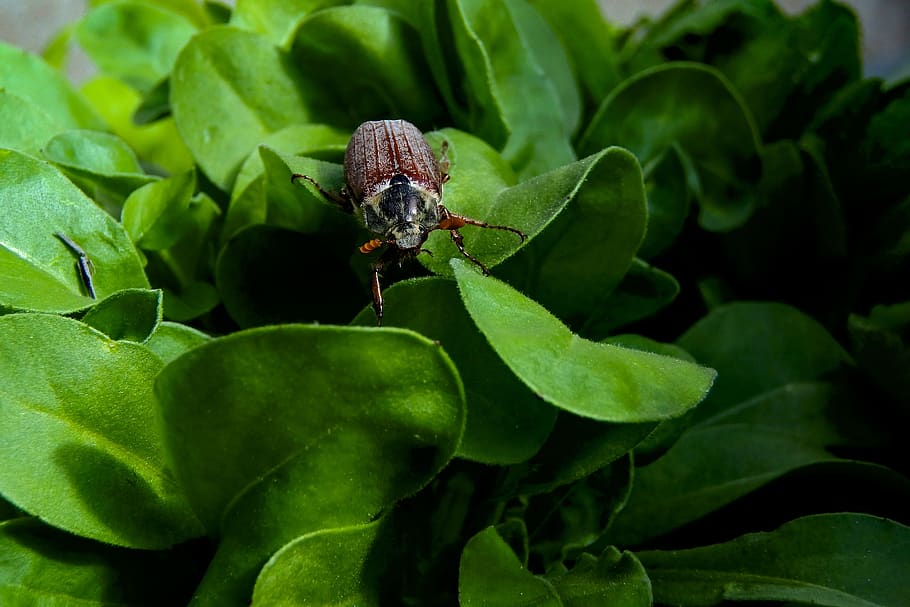 maikäfer, insecte, primavera, criatura, primer pla, marró, part de la planta, full, color verd, temes d'animals, animal, un animal, planta, fauna animal, animals a la natura, naturalesa, creixement, cap gent, invertebrat, flor, bellesa a la natura, dia, planta amb flors, a l'aire lliure, 2K