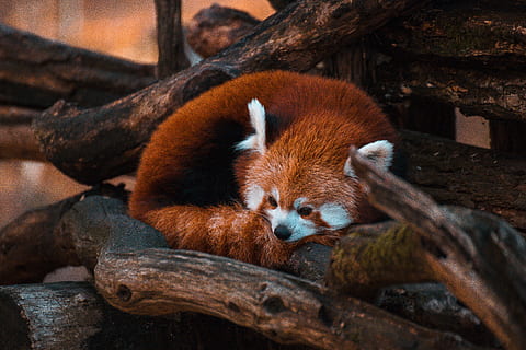 sol, bære, at lyve, logfiler, dyr, pattedyr, dyreliv, mindre panda, kæledyr, hunde, hund, træ, vild, rød panda, panda, Zoo, udendørs, spise, mad, Ræv, løve, zebra, giraf, dyre temaer, et dyr, dyr i naturen, afdeling, ingen mennesker, lempelse, panda - dyr, natur, hvirveldyr, træ - materiale, leder, dyr i fangenskab, Brun, bakkenbart, 5K, CC0, offentligt domæne, royaltyfrie