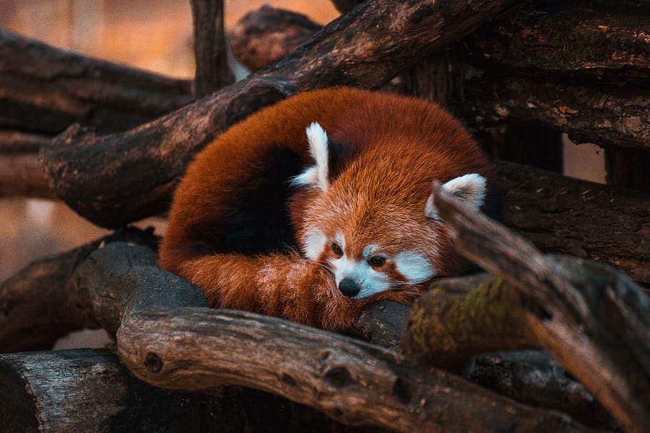sol, suportar, estirat, registres, animal, mamífer, vida salvatge, panda menor, mascota, caní, gos, arbre, salvatge, panda vermell, panda, zoo, a l'aire lliure, menjar, guineu, lleó, zebra, girafa, temes d'animals, un animal, fauna animal, animals a la natura, branca, cap gent, relaxació, panda - animal, naturalesa, vertebrats, material de fusta, mirant, animals en captivitat, marró, bigotis, 5K