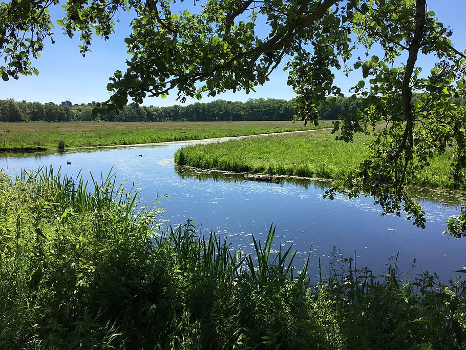 Prado, floresta, verão, corrente, Ribeiro, Países Baixos, campo, rio, agua, plantar, árvore, tranquilidade, crescimento, cena tranquila, cor verde, beleza na natureza, scenics - natureza, lago, reflexão, natureza, céu, ninguém, dia, grama, cena não urbana, terra, idílico, ao ar livre, pântano, 4K