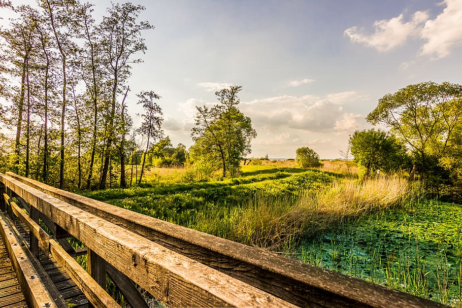 Deutschland, dümmer, Landschaft, hdr, Angebot, Moor, Meer, Seeteich, Brücke, Himmel, Holz, Lilie, Wasser, Tapete, dramatisch, Aussicht, Baum, Pflanze, Schienenverkehr, Spur, wolke - himmel, Bahngleis, Natur, Transport, Wachstum, grüne Farbe, Land, Schönheit in der Natur, keine Leute, Tag, öffentliche Verkehrsmittel, Nicht-städtische Szene, Umgebung, Gras, draußen, 5K